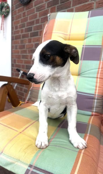 Jack Russel Mix Sparky