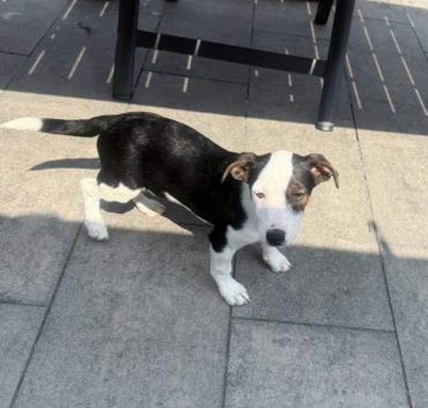 Jack Russel Mix Sparky