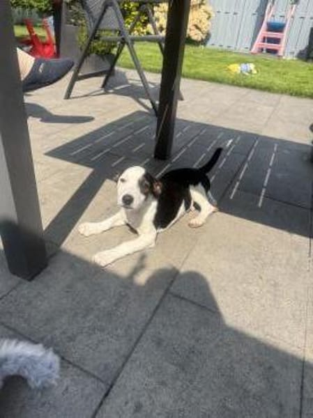 Jack Russel Mix Sparky