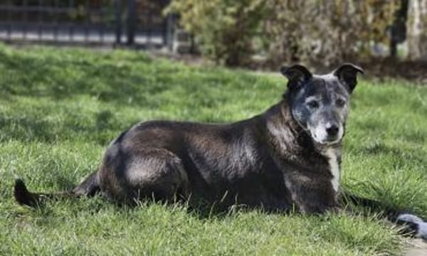 Blacky - freundlich und menschenbezogen