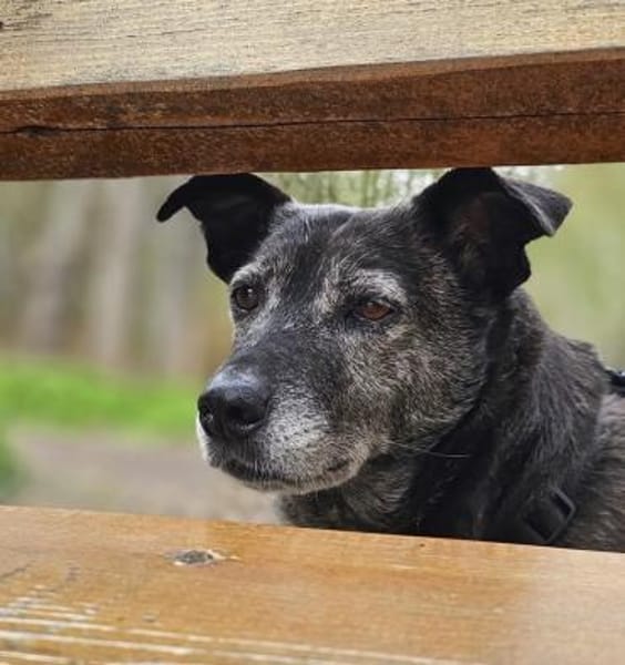 Blacky - freundlich und menschenbezogen