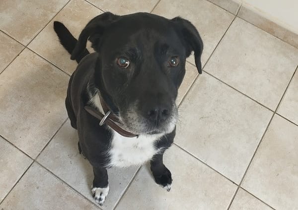 NASH (nommé DIDI)