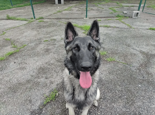 Alpha