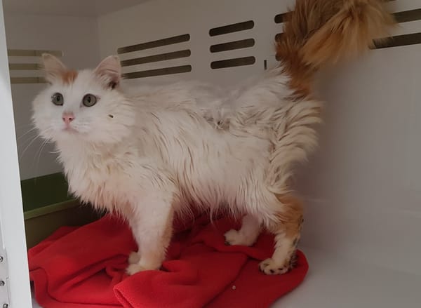 SIMBA