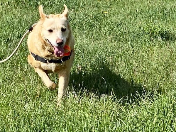 FIONA