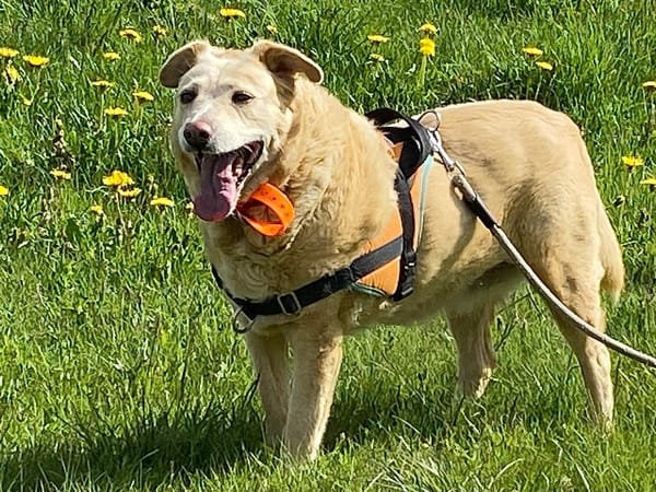 FIONA