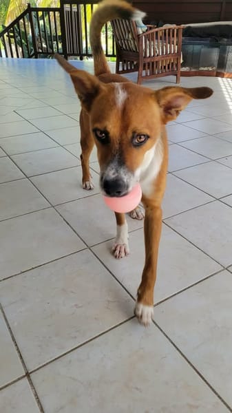 ALOKA le beau gosse créole