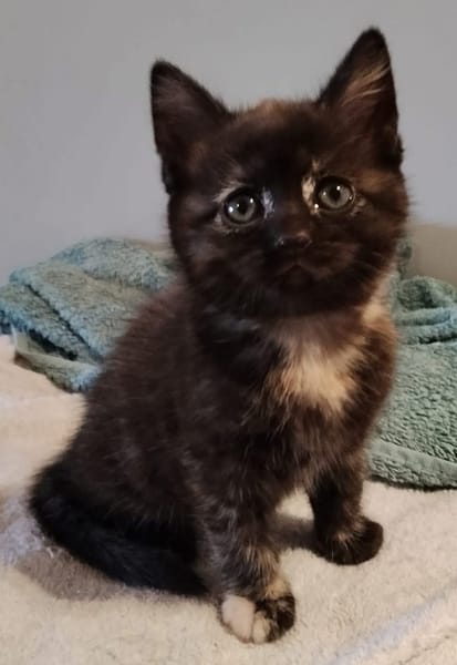 CHIBI A ADOPTÉE AVEC UN CHAT DEJA PRÉSENT CHEZ VOUS OU UN DE NOS CHAT