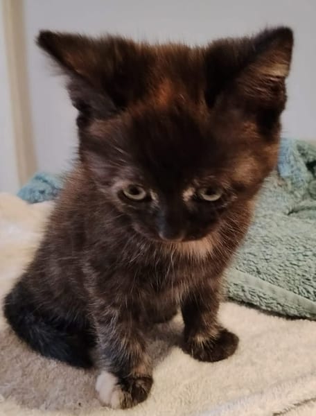 CHIBI A ADOPTÉE AVEC UN CHAT DEJA PRÉSENT CHEZ VOUS OU UN DE NOS CHAT