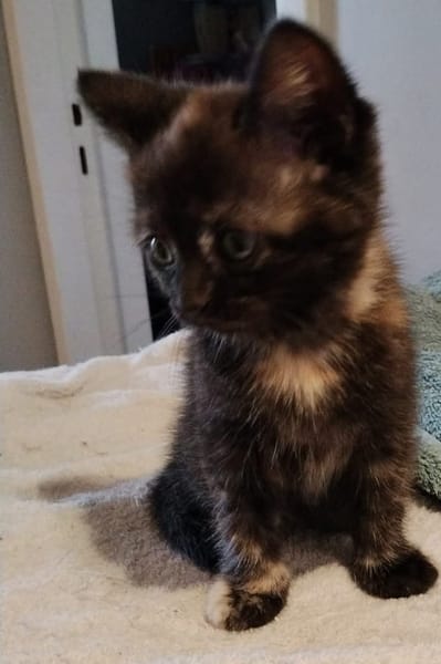 CHIBI A ADOPTÉE AVEC UN CHAT DEJA PRÉSENT CHEZ VOUS OU UN DE NOS CHAT