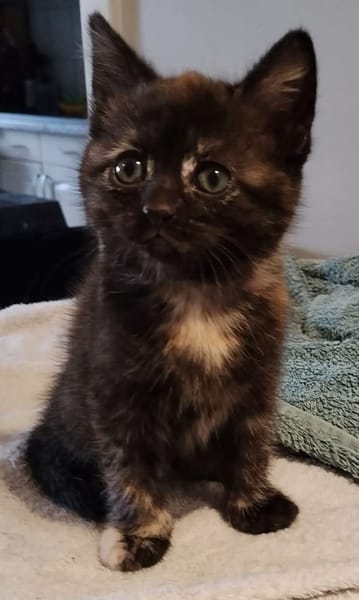 CHIBI A ADOPTÉE AVEC UN CHAT DEJA PRÉSENT CHEZ VOUS OU UN DE NOS CHAT