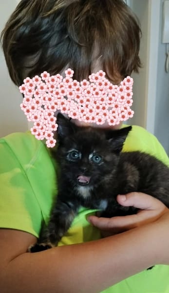 CHIBI A ADOPTÉE AVEC UN CHAT DEJA PRÉSENT CHEZ VOUS OU UN DE NOS CHAT