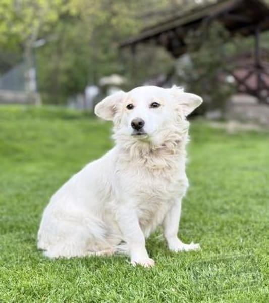 JASMINA, Mix, geb. 01/202