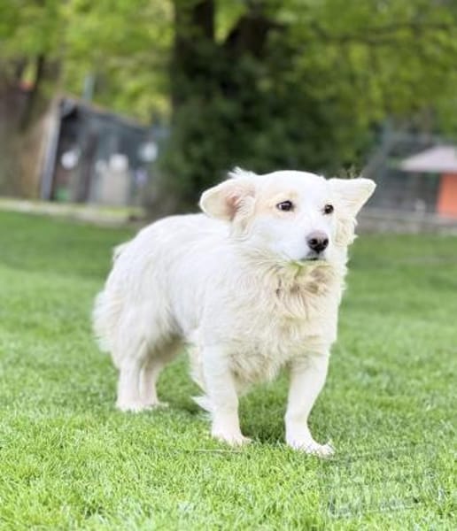 JASMINA, Mix, geb. 01/202