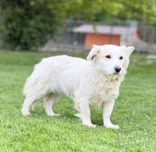 JASMINA, Mix, geb. 01/202