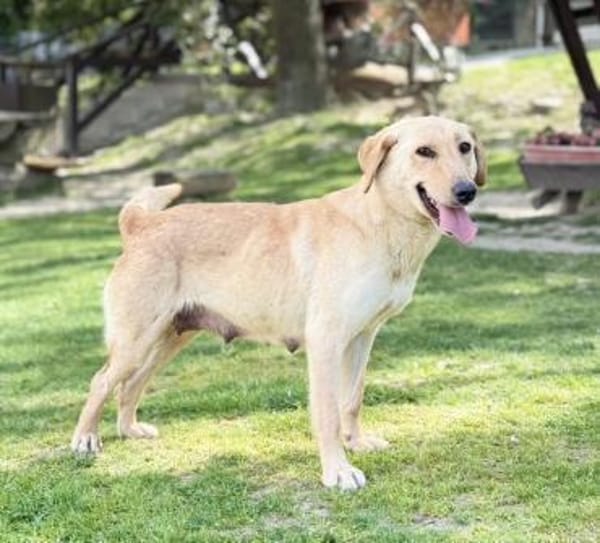 DARIA, Labrador-Mix, geb. 05/2022