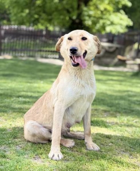 DARIA, Labrador-Mix, geb. 05/2022