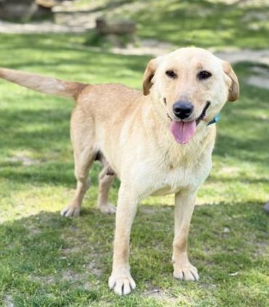 DARIA, Labrador-Mix, geb. 05/2022