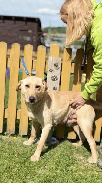 DARIA, Labrador-Mix, geb. 05/2022