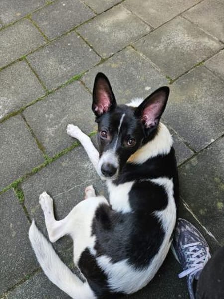 Dreibein Claire wartet in 56729