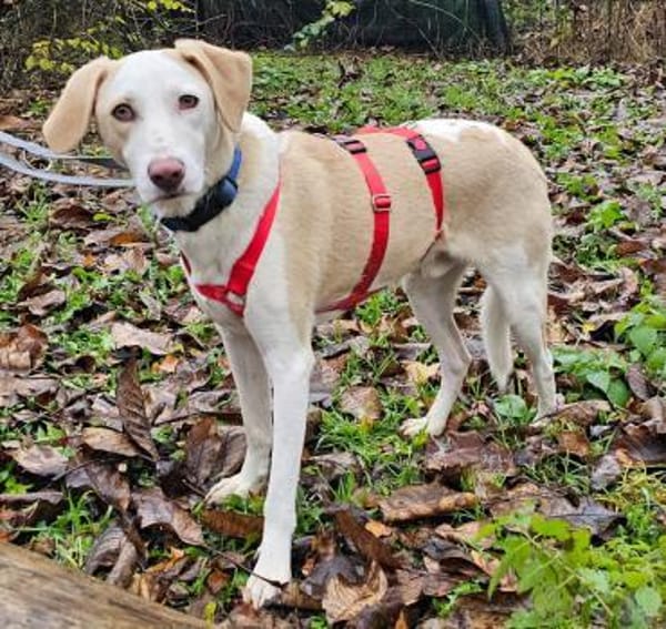 Bodhi wartet im Tierheim Sulzbach