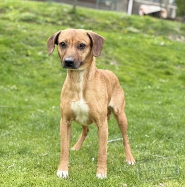 ILLI, Bracken Mix, geb. 03/2020