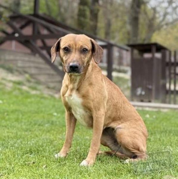 ILLI, Bracken Mix, geb. 03/2020