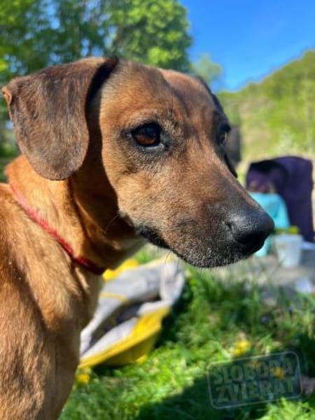 ILLI, Bracken Mix, geb. 03/2020