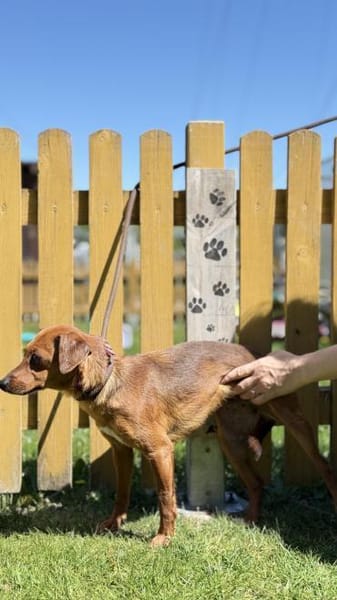 UMA, Mix, geb. 04/2025