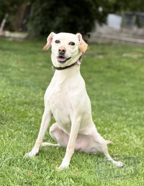 MIANA, Mix, geb. 10/2020