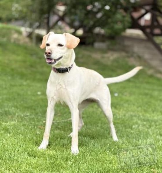 MIANA, Mix, geb. 10/2020