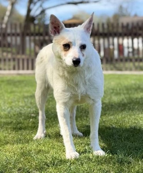 TINKA, Mix, geb. 05/2025