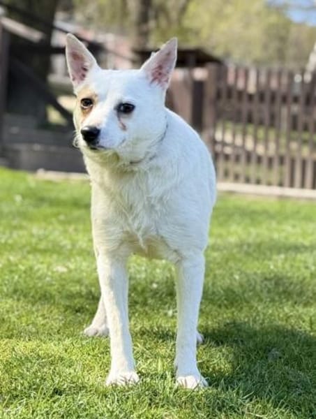 TINKA, Mix, geb. 05/2025