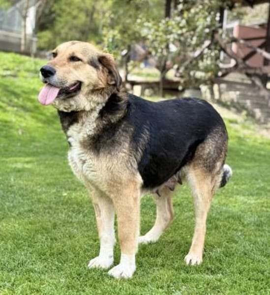 ZILI, Mix, geb. 03/2019