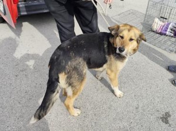 ZILI, Mix, geb. 03/2019