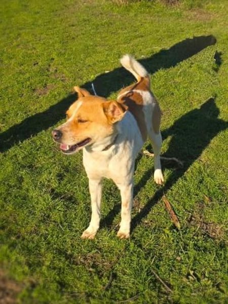 Ginger ein sehr lieber Labbymix