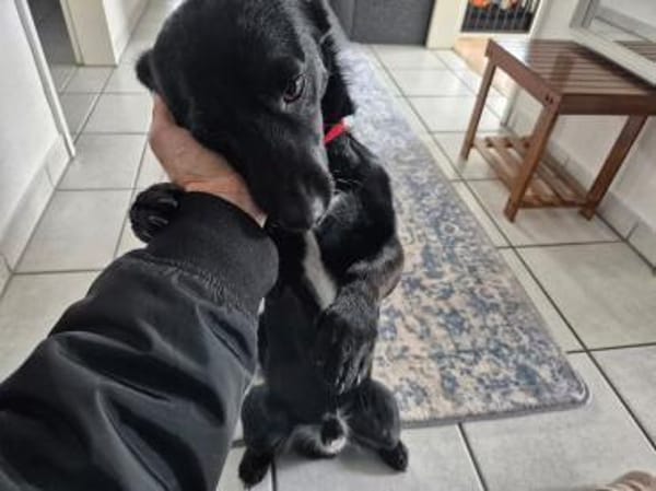 LUCA-hübscher kleiner Rüde
