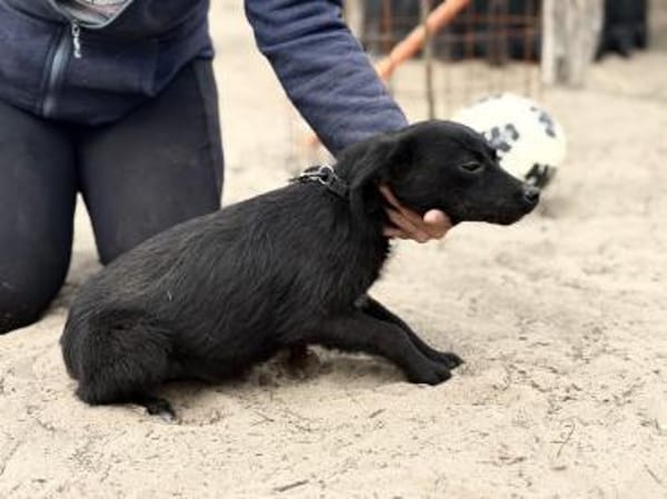 Fatima Zarte junge Hündin sucht geduldig