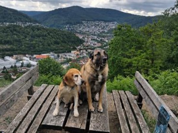 Charmanter Bruno sucht Zuhause