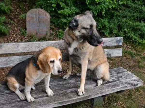 Charmanter Bruno sucht Zuhause