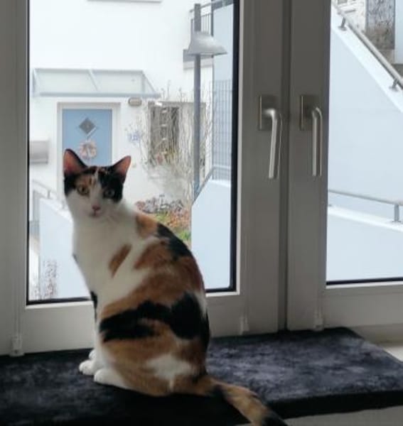 temperamentvolle Blossom / FFM(ALM)
