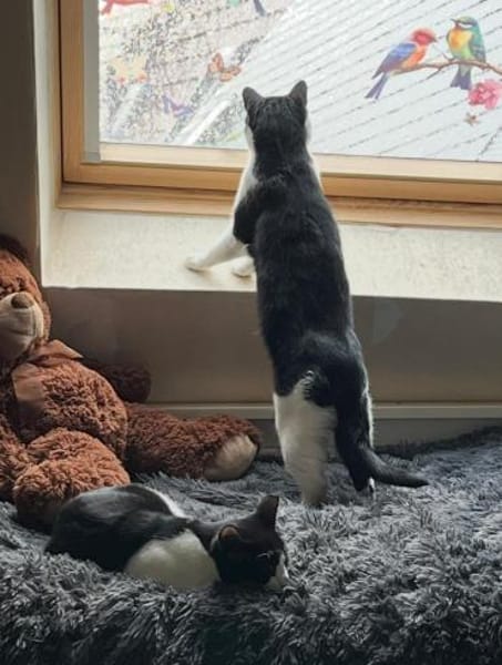 lieb und süß : Freddy im Rheingau