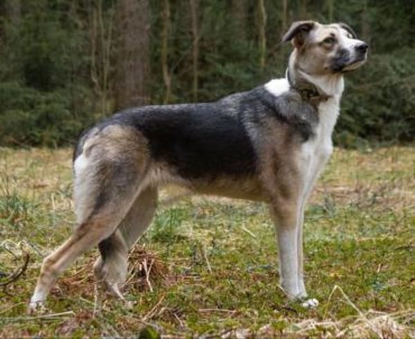 Darcy - kinderfreundlich, ruhig