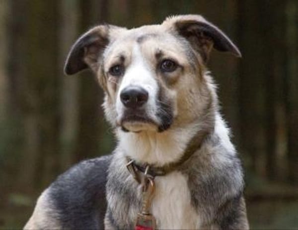 Darcy - kinderfreundlich, ruhig
