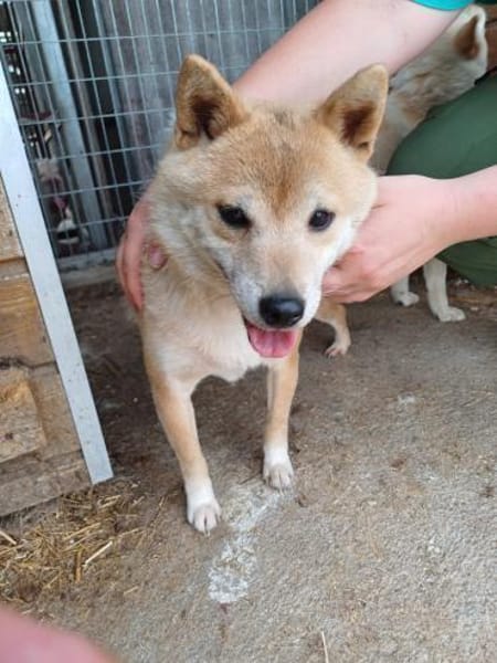 Bibi-Biszu-PP freundliche Shiba-Maus