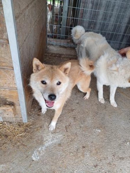 Bibi-Biszu-PP freundliche Shiba-Maus