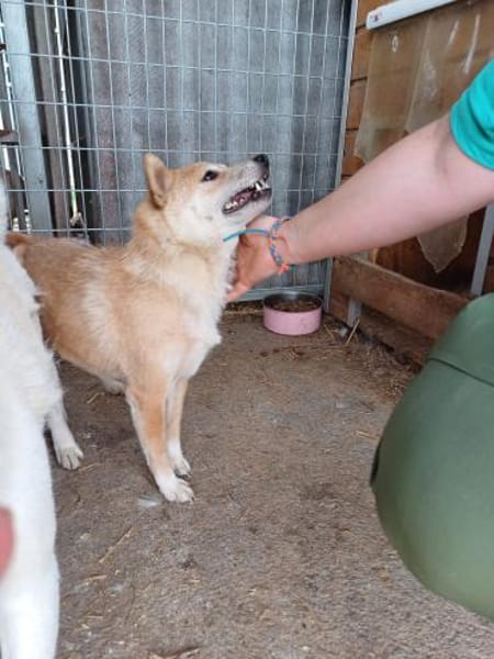 Bibi-Biszu-PP freundliche Shiba-Maus