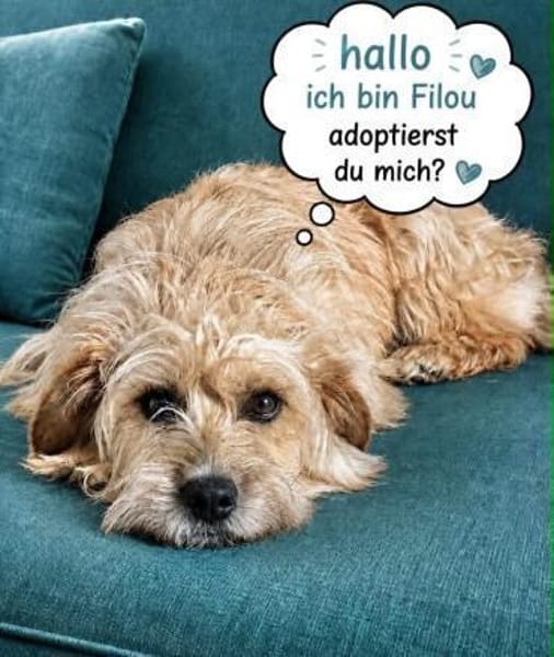 Der kleine Filou sucht das große Glück!