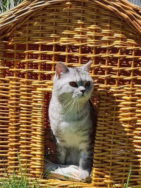Hera sucht ein liebevolles Zuhause