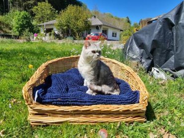 Hera sucht ein liebevolles Zuhause